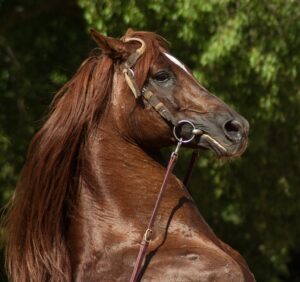 FOCUS : Gérer le stress du cheval 5 horse 1438258 1920 e1617097445733