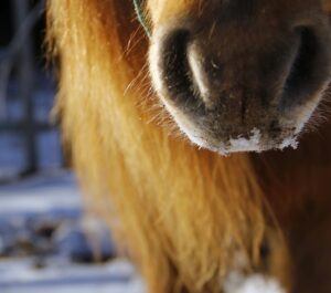 FOCUS : les voies respiratoires 8 pony g9ad545a6e 1920 e1651049641903