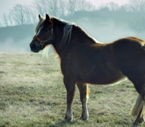FOCUS : les douleurs articulaires 6 horse gd7ceaa7fc 1920 e1651049968338