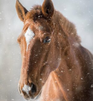 FOCUS : les défenses immunitaires 5 horse gdbdfbbfa6 1920 e1651050287867