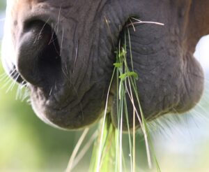 INSTANT CULTURE : le bouchon œsophagien 4 horse gf98416637 1920 e1651050383582