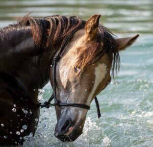 INSTANT CULTURE : les bienfaits de la balnéothérapie 3 horse g436b3e7c4 1920 e1651050478243