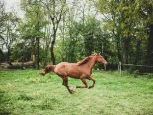 Renforcer les défenses immunitaires du cheval