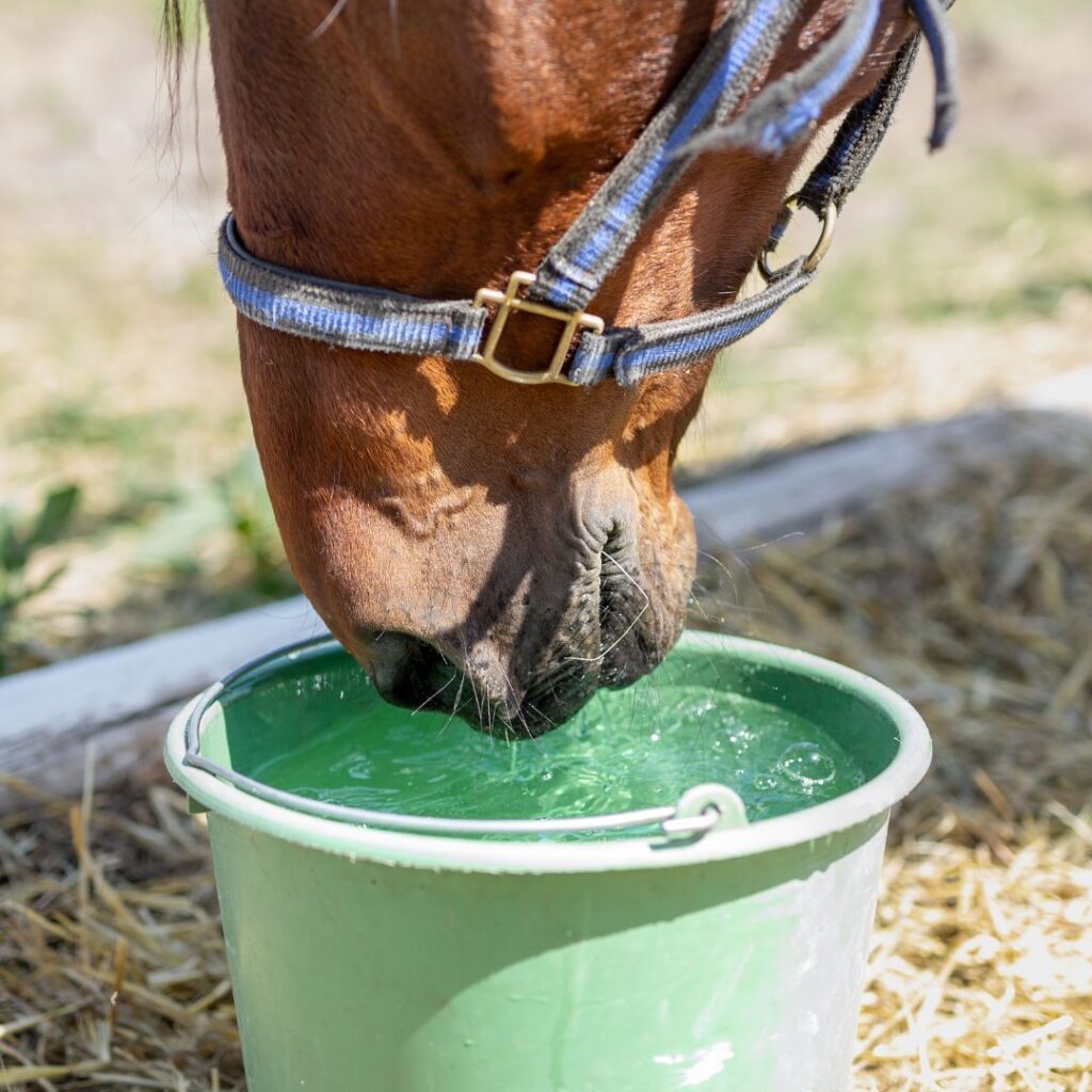 Chaleur estivale : Comment protéger son cheval ? 2 NATUARCHEVAL chaleur eau hydratation electrolyte