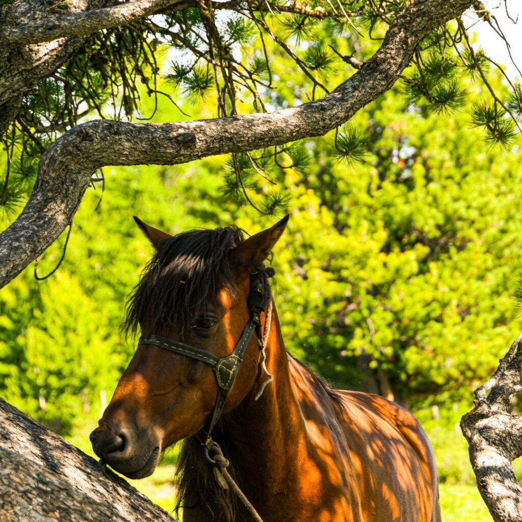 Chaleur estivale : Comment protéger son cheval ? 1 NATURACHEVAL Electrolytes été chaleur