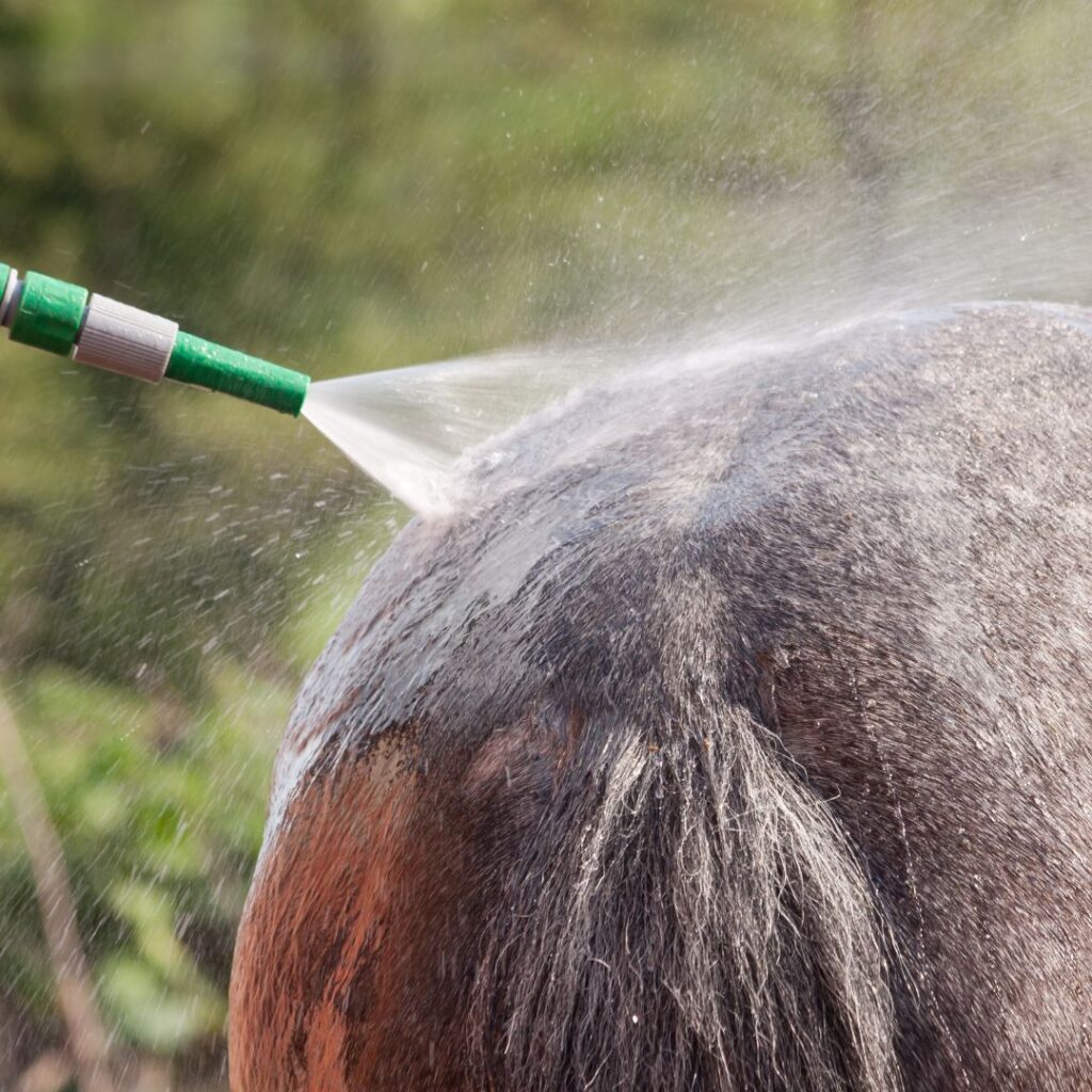 Chaleur estivale : Comment protéger son cheval ? 3 NATURACHEVAL douche electrolyte chaleur été