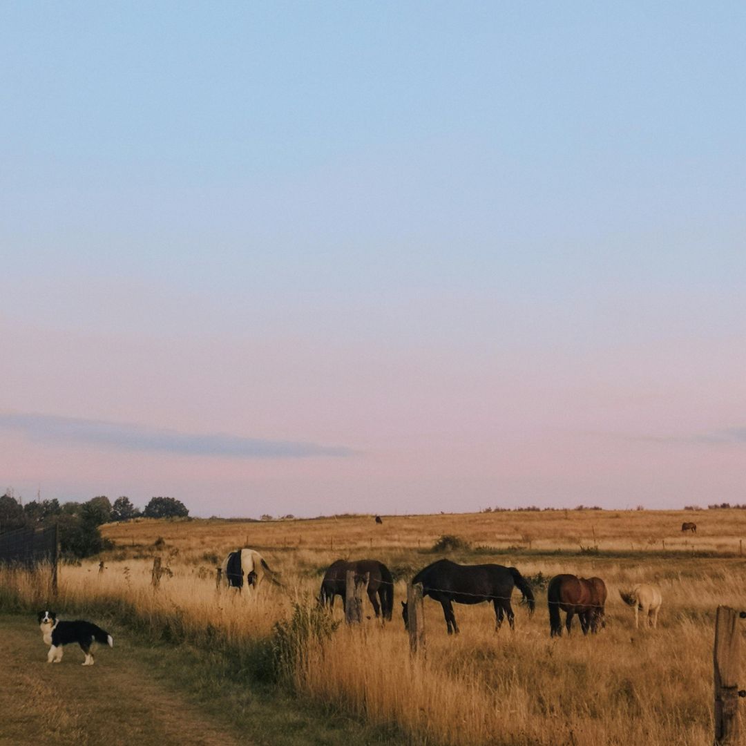 NATURACHEVAL été chaleur cheval electrolyte